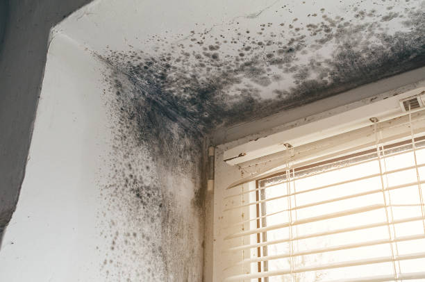 Affordable Mold Cleanup solutions in Kitzmiller, MD