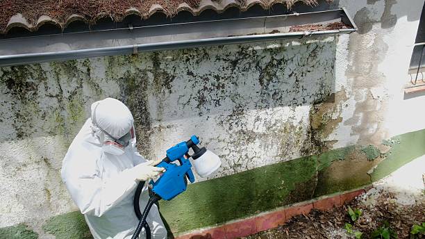 Trusted Attic Mold Removal service in Kitzmiller, MD - Cheap Mold Removal